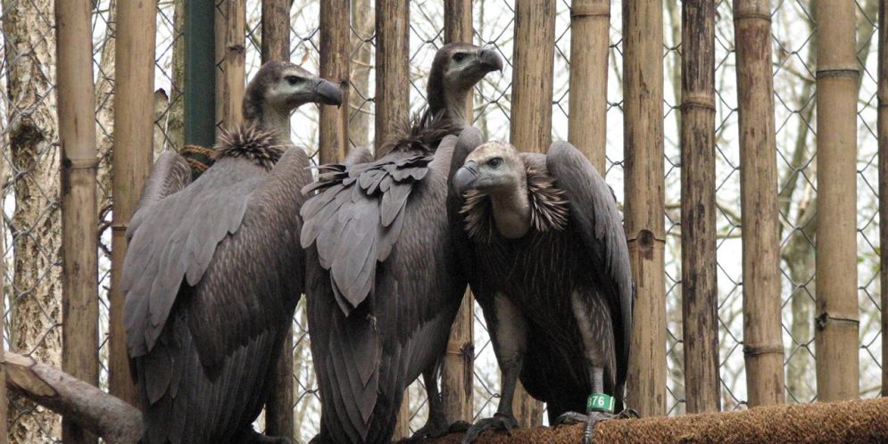 Union Govt Five-year Action Plan To Save Vultures, Conservation Centers ...