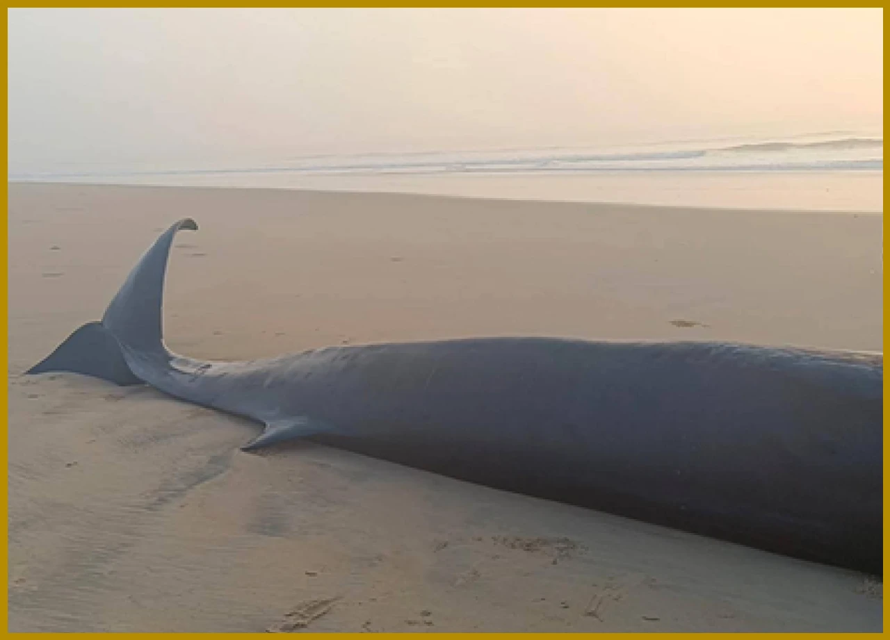 Massive 30-Foot Whale Found Dead at Odisha’s River Mouth, Investigation Underway