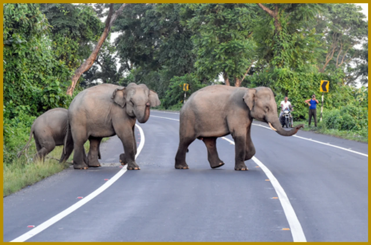 Rising Human-Wildlife Conflicts Claim 685 Lives in Tamil Nadu Over a Decade