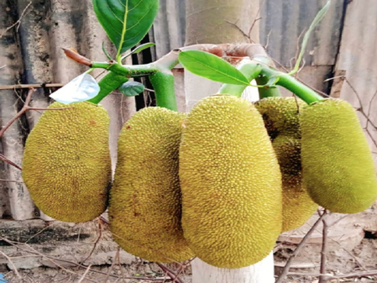 Jackfruit: A Summer Superfood for Heart Health