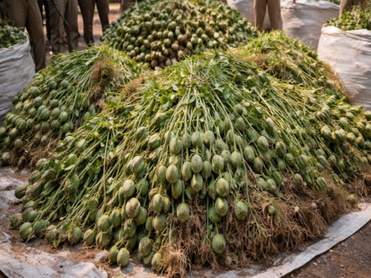 Madhya Pradesh Police Seizes Nearly 8 Tons of Opium Across Three Districts