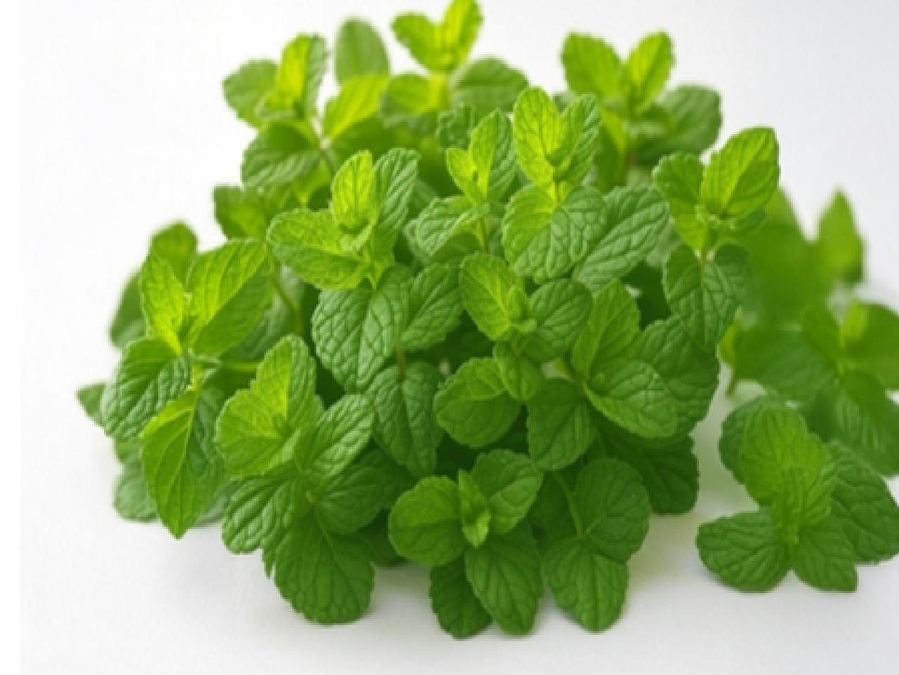 Refreshing Mint: A Summer Essential for Health and Wellness