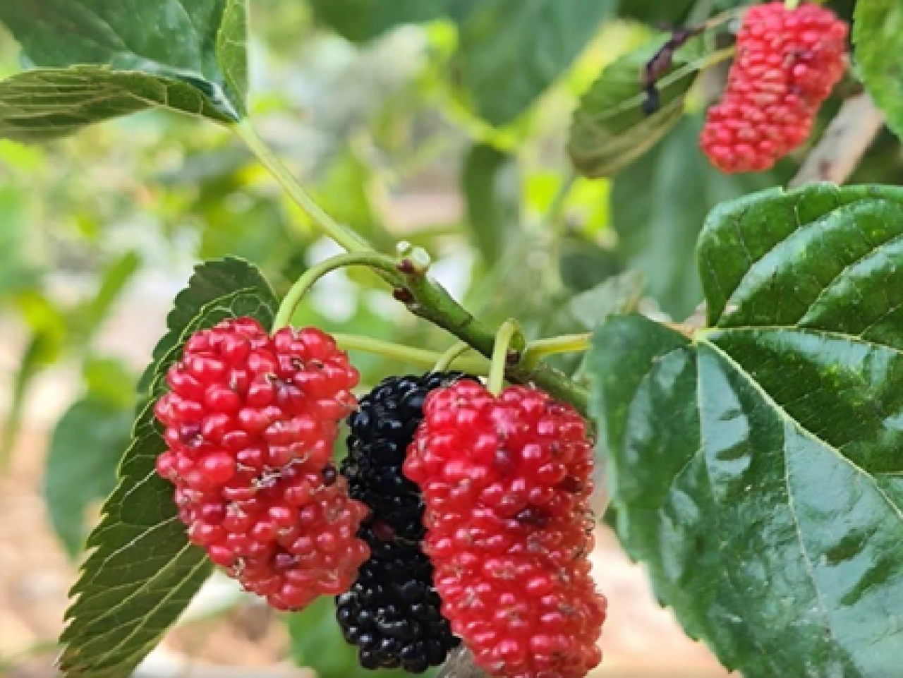 The Health Benefits of Mulberries: A Summer Delight