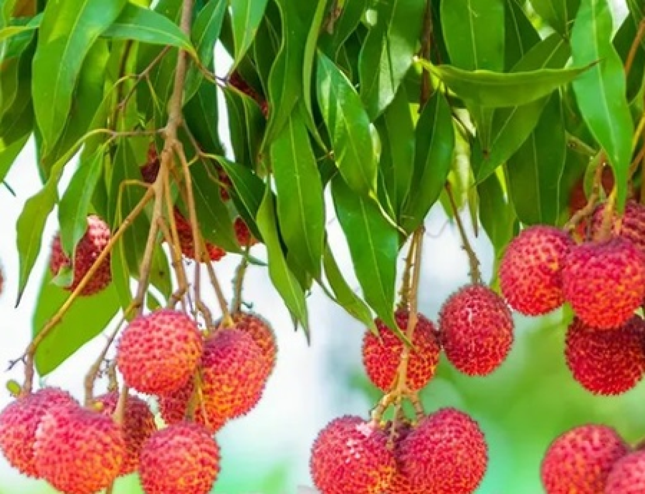 The Nutritional Treasure of Lychee: A Summer Delight