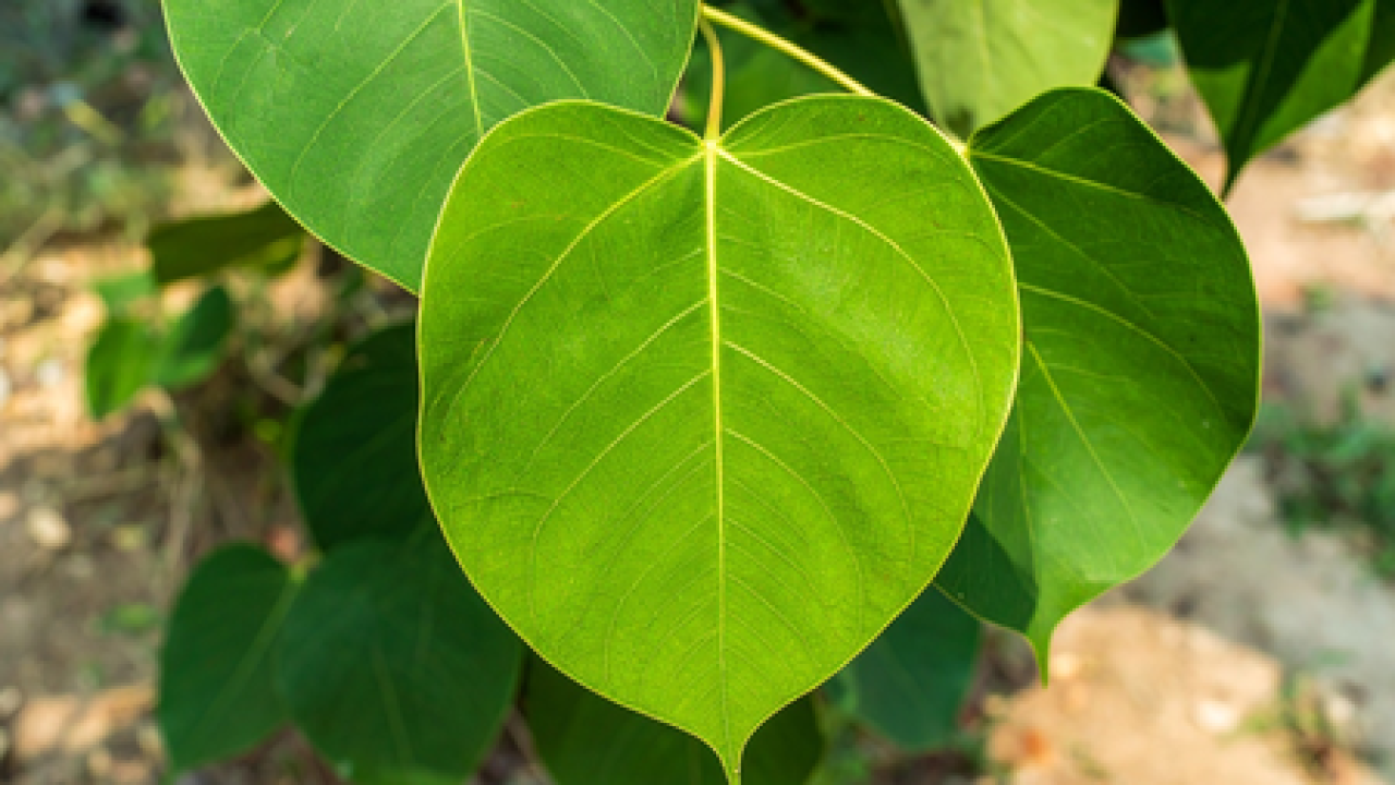The Sacred Peepal Tree: A Source of Healing and Environmental Benefits