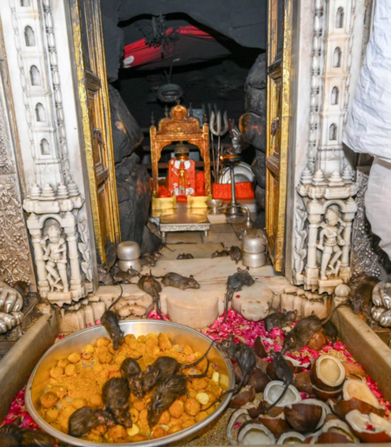 The Unique Karni Mata Temple: Where Rats Are Considered Sacred Offerings