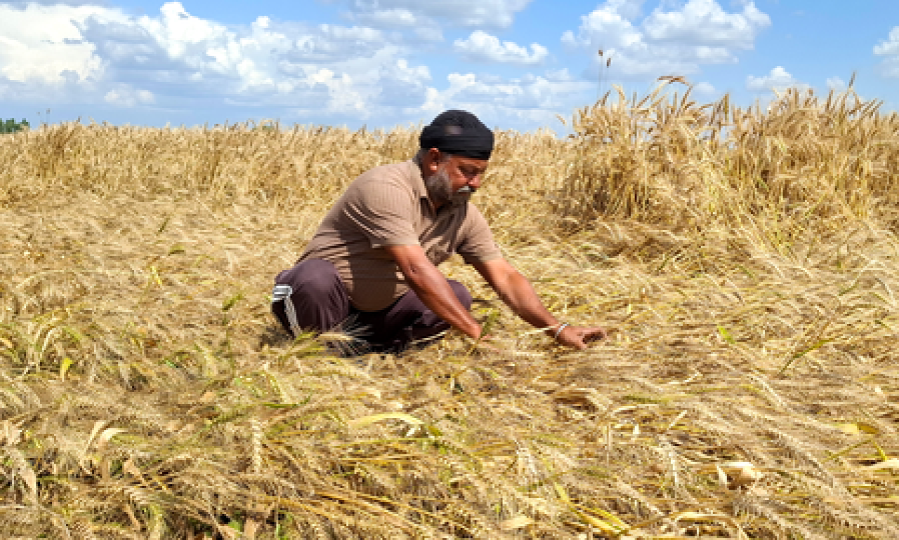 Central Government Eases Wheat Procurement Rules for Rajasthan Farmers ...