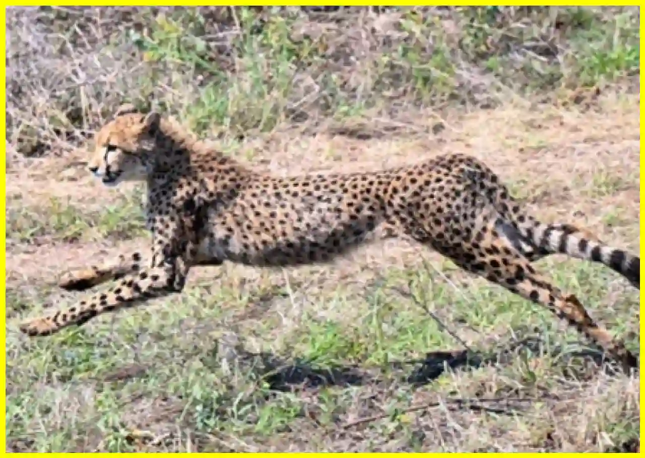 Cheetah Returns to Jungle in Sawai Madhopur, Forest Department on Alert