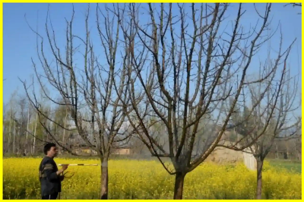 FIR Filed After Apple Trees Cut Down in Sopore, Jammu and Kashmir