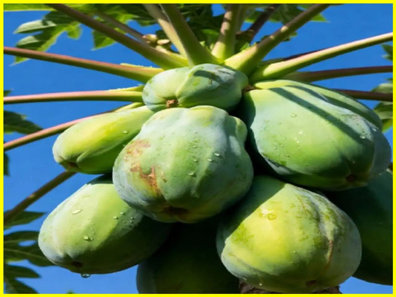 The Benefits of Raw Papaya: A Natural Remedy for Inflammation and Toxins