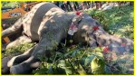 Tragic Death of Wild Elephant in Karnataka After Rescue from Mud