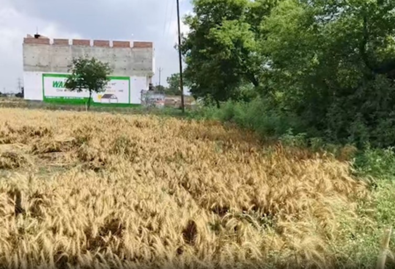 Unseasonal Rains Devastate Farmers, Wheat Crops Suffer Heavy Losses
